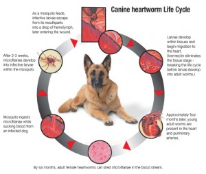 Heartworm-lifecycle