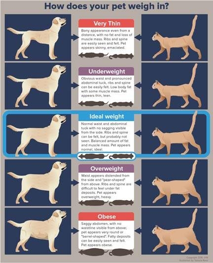 how much should your dog weigh