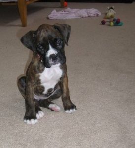 Piper as a Puppy