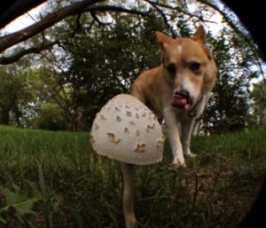 Dogs-Mushrooms